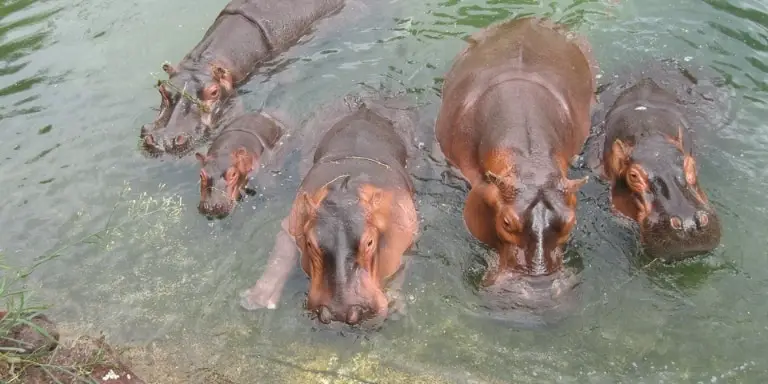 A sweaty hippo family
