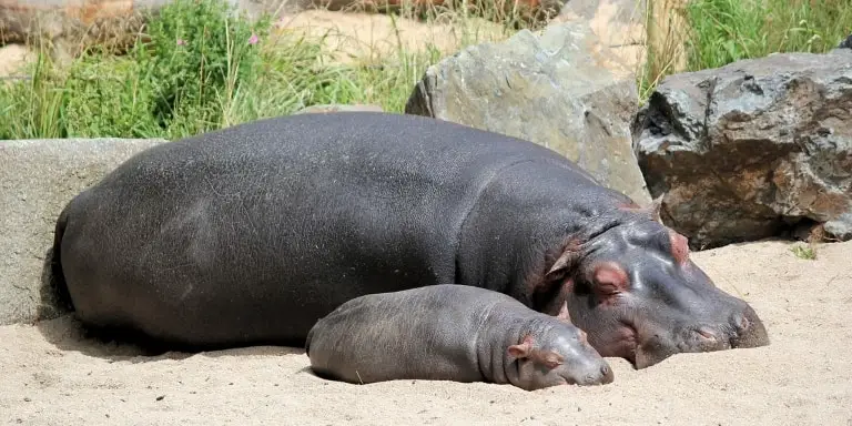 Baby hippo with her mother