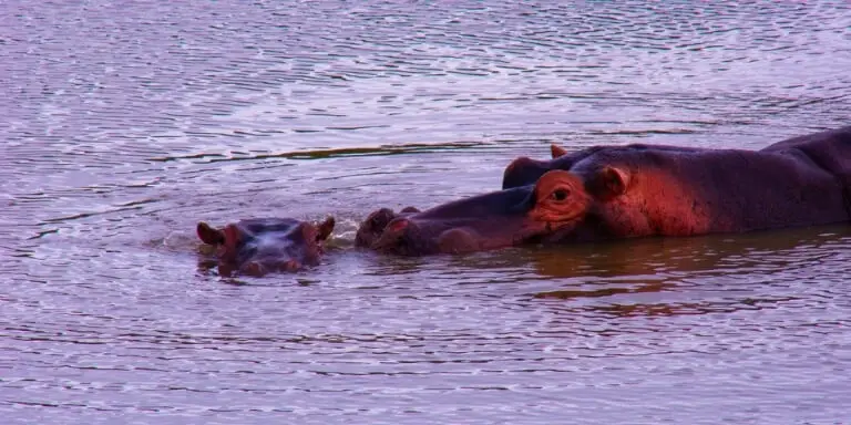 Baby hippopotamus swimming with mother