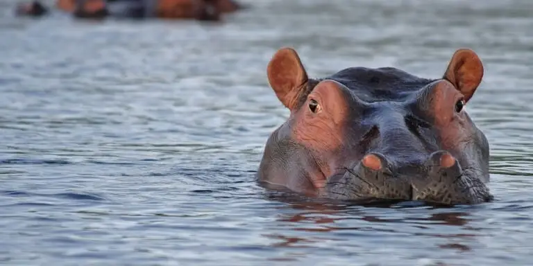 Baby hippopotamus swimming