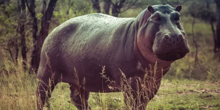 Common hippopotamus