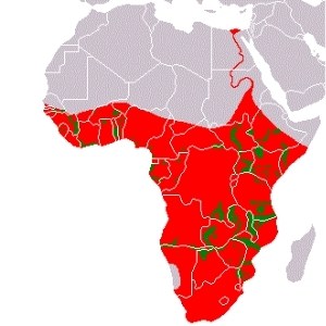 Geographic distribution of Hippo