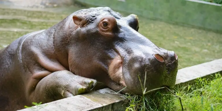 Hippo at the zoo