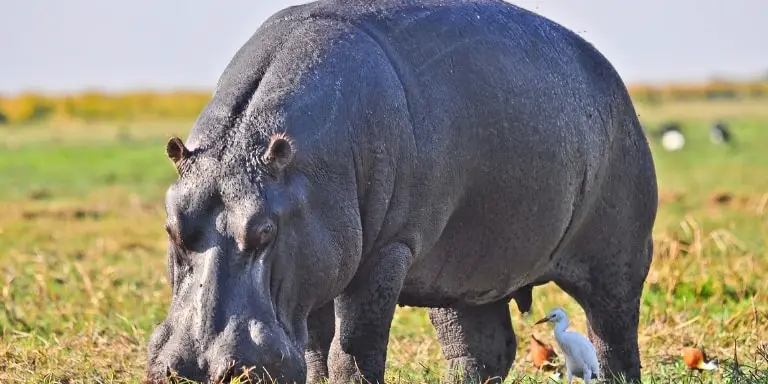 Hippopotamus habitat