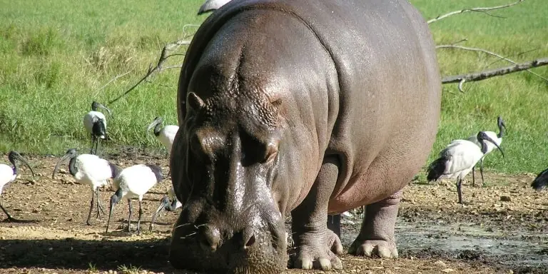Hippopotamus searching for food