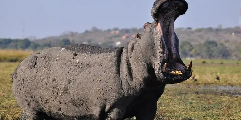 Hippopotamus yawn