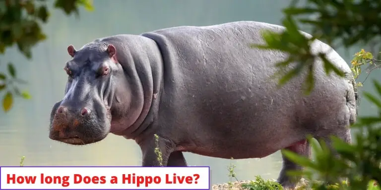 How long Does a Hippo Live