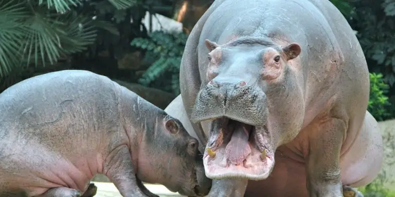 Mother hippo and her baby