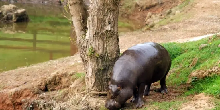 Pygmy hippopotamus