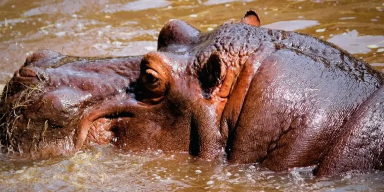 Reddish hippopotamus sweat