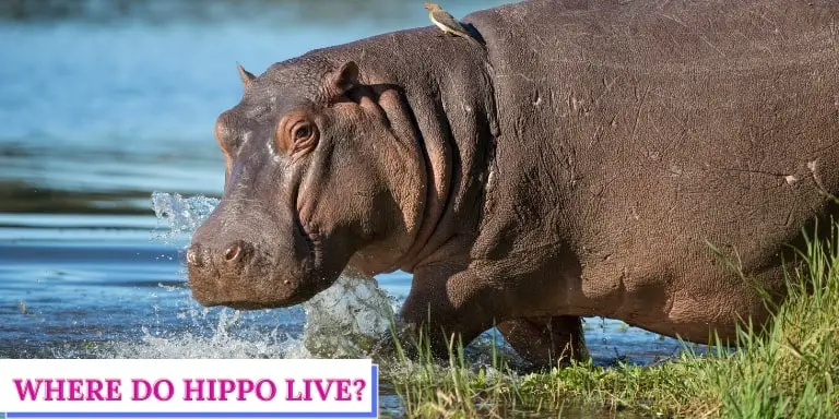 Where do hippo live