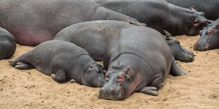Baby hippo sleep with mother