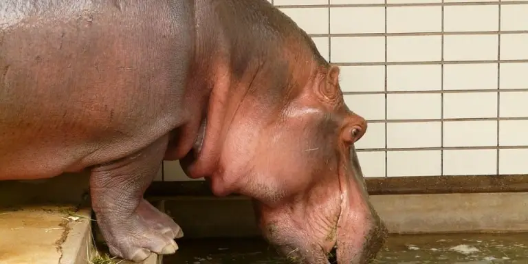 hippo at zoo