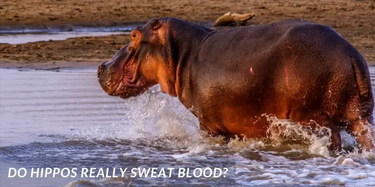 What color is hippo sweat