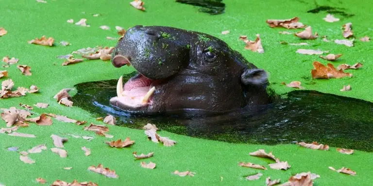 Baby pygmy hippo floating into water