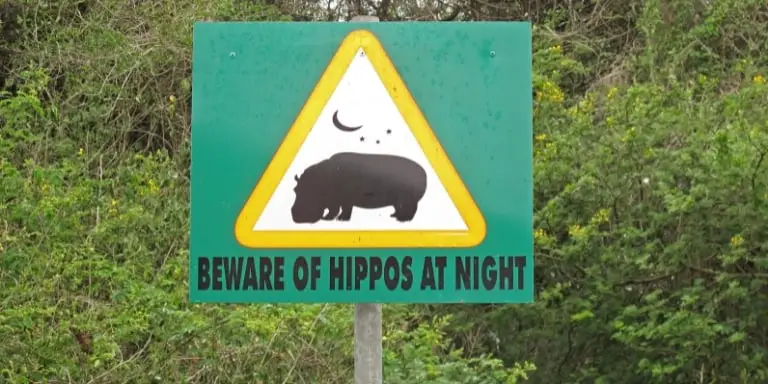 Beware of hippos at night