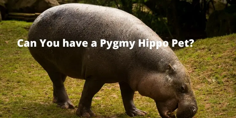 pygmy hippopotamus as pets