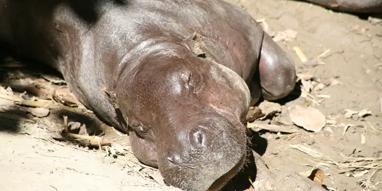 Dwarf hippo sleeping