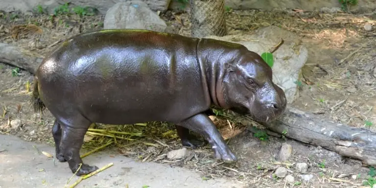 Dwarf hippopotamus