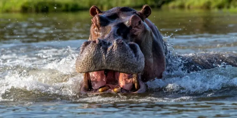 Hippo attack