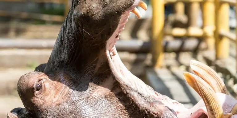 Hippo canine closeup shoot