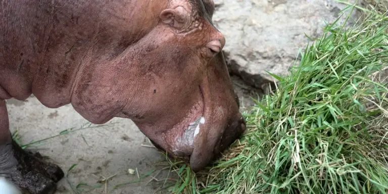 Hippo eats grass