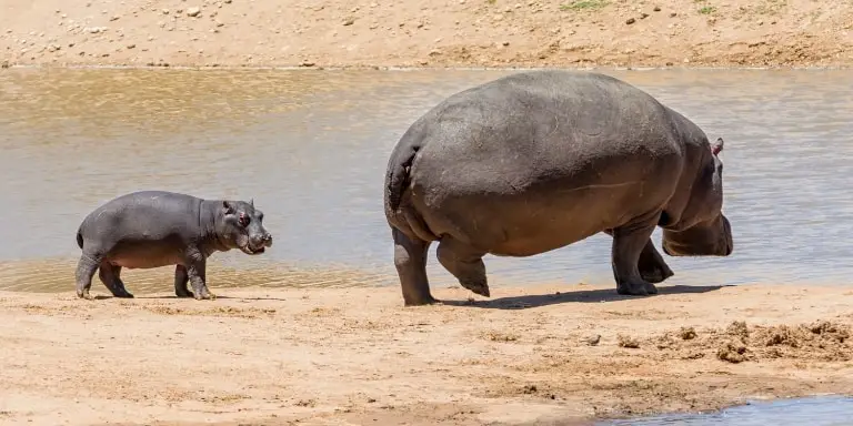 Hippo mom and baby