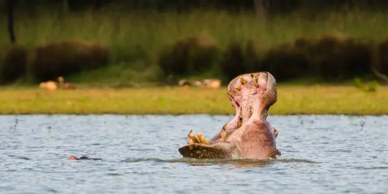 Hippo open mouth at the widest angle