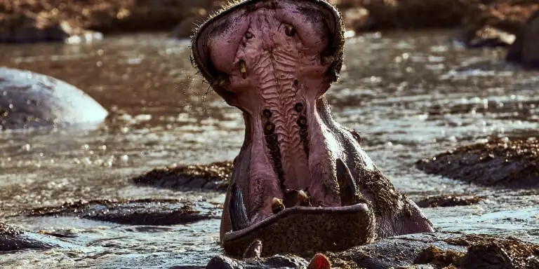 Hippo shows massive teeth