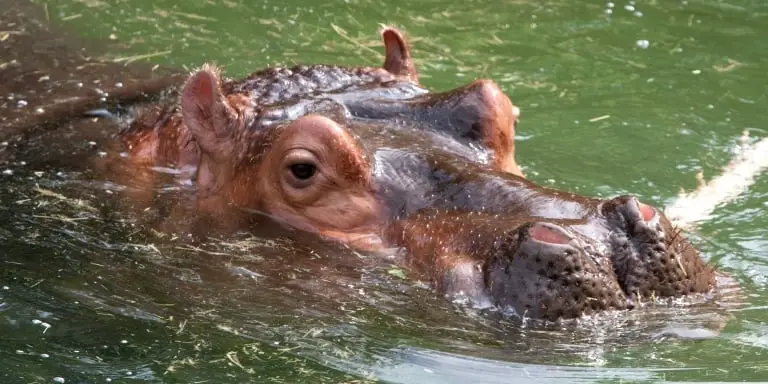 Hippo swims