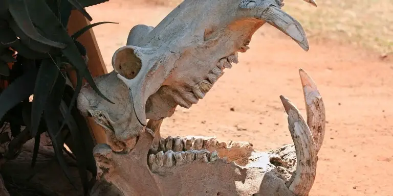 Hippopotamus Skull