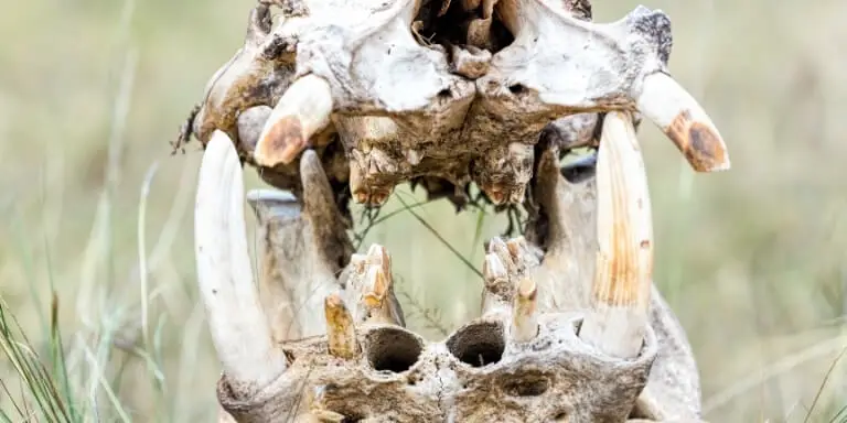 Hippopotamus Teeth skeleton
