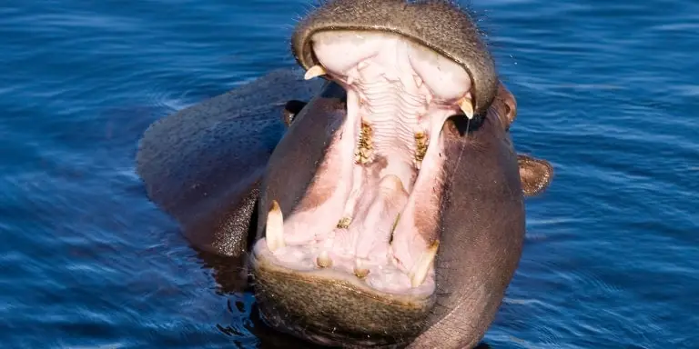 Hippopotamus open mouth