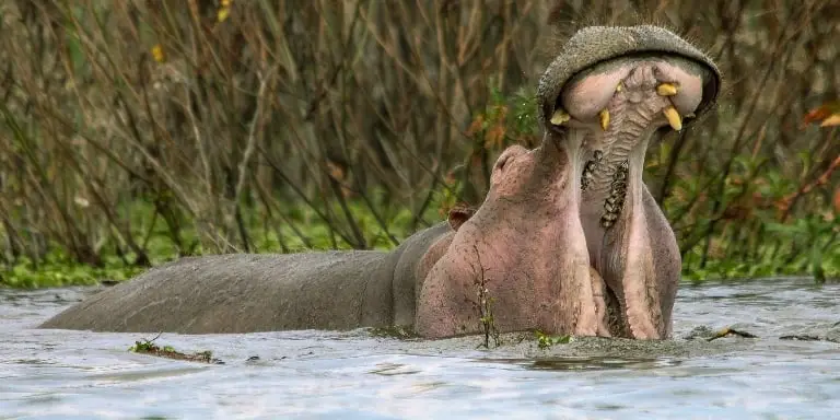 Hippopotamus yawns