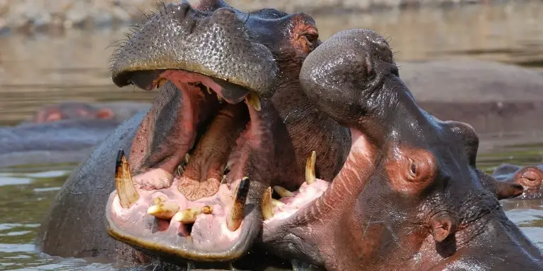 Hippopotamuses fight