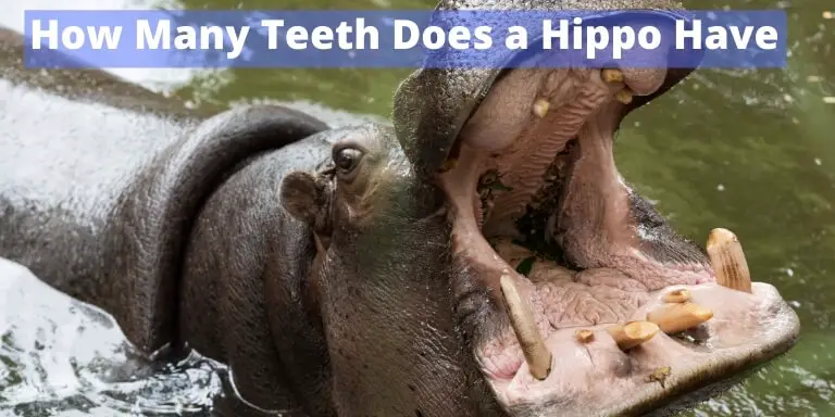 How Many Teeth Does a Hippo Have