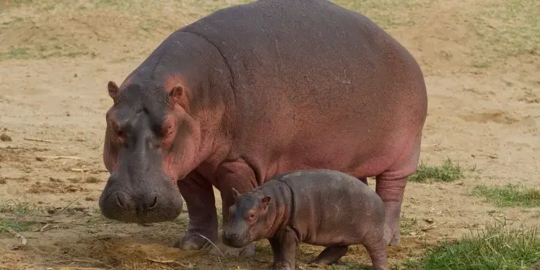 How much does a common hippo weigh