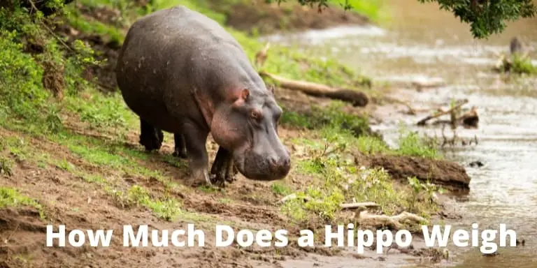 How much does a hippo weigh