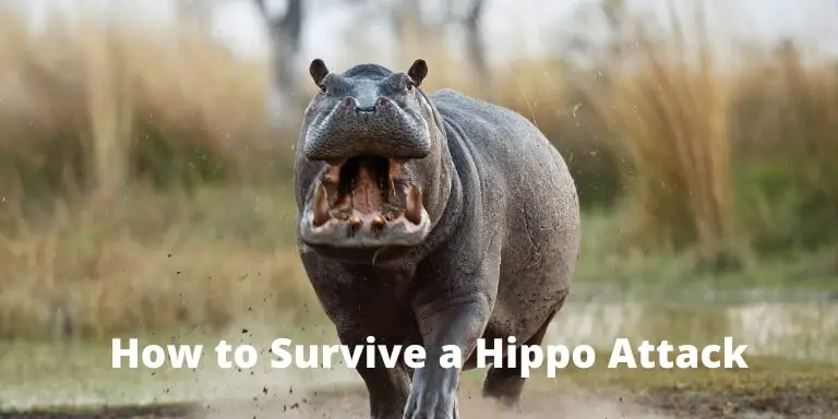 How to Survive a Hippo Attack