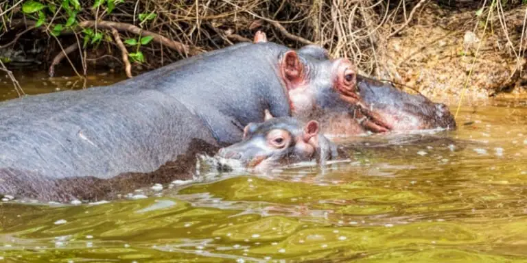 Mom hippo with baby