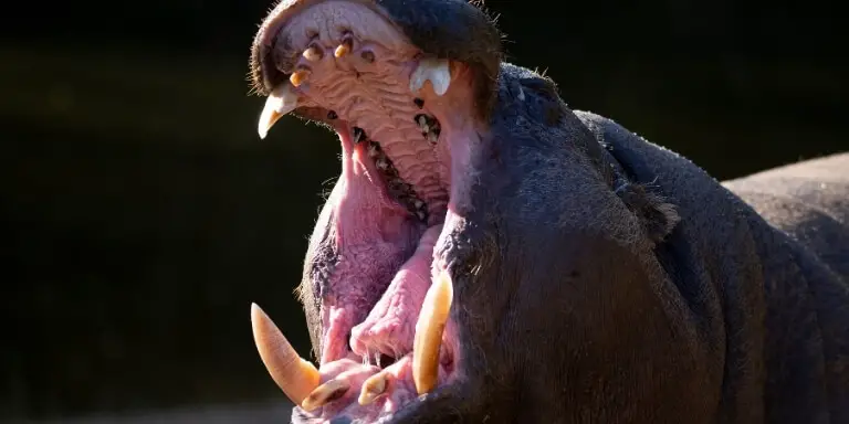 Pygmy Hippo showing Teeth