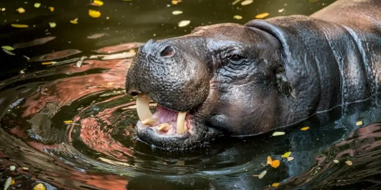 Pygmy hippo mouth open