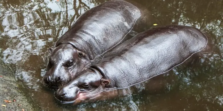 Pygmy hippopotamus pair