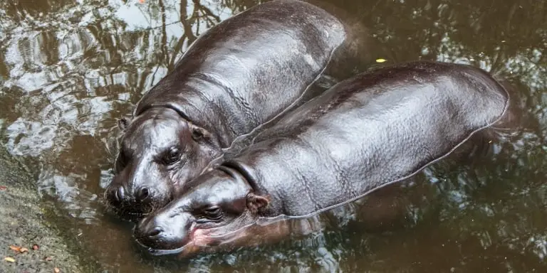 pygmy hippopotamus as pets