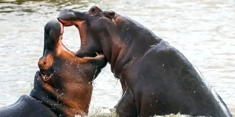 hippo fight