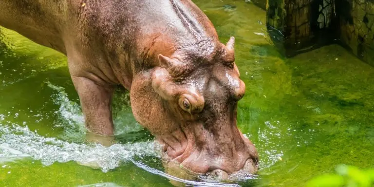 hippo in dusit zoo
