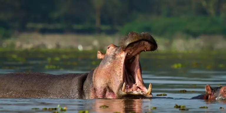 hippopotamus yawn