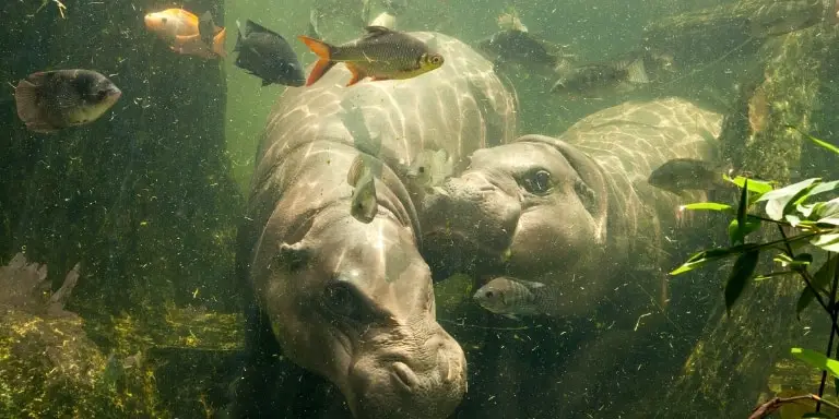 pygmy hippo under water