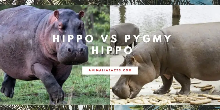 pygmy hippo vs regular hippo