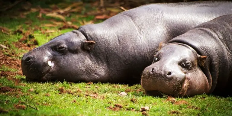 pygmy hippopotams family